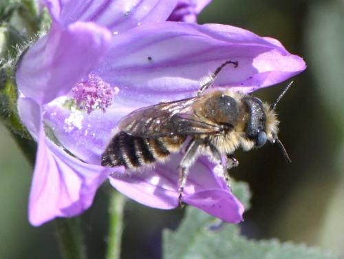 Hoplitis cristatula